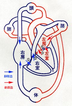 体循環イラスト